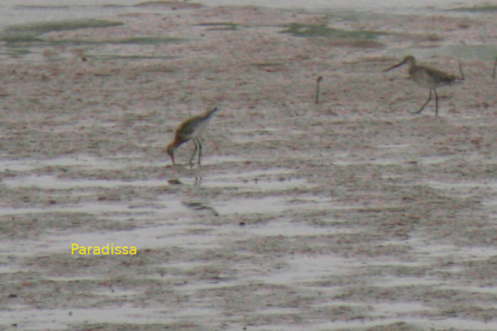 Black-tailed godwit at the Xuan Thuy National Park in northern Vietnam in March 2026