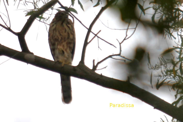 Crested Goshawk in Vietnam