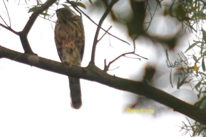Crested Goshawk in Vietnam