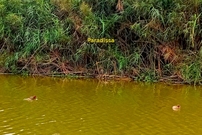 Little grebe in Vietnam