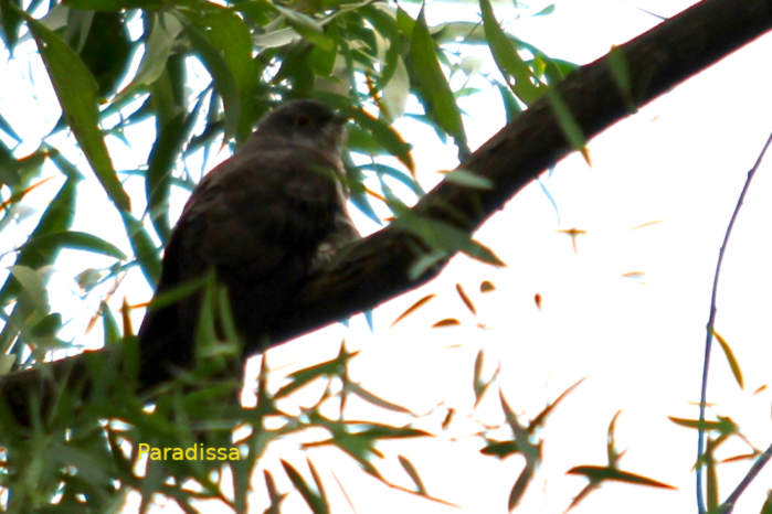 Large hawk-cuckoo in Vietnam
