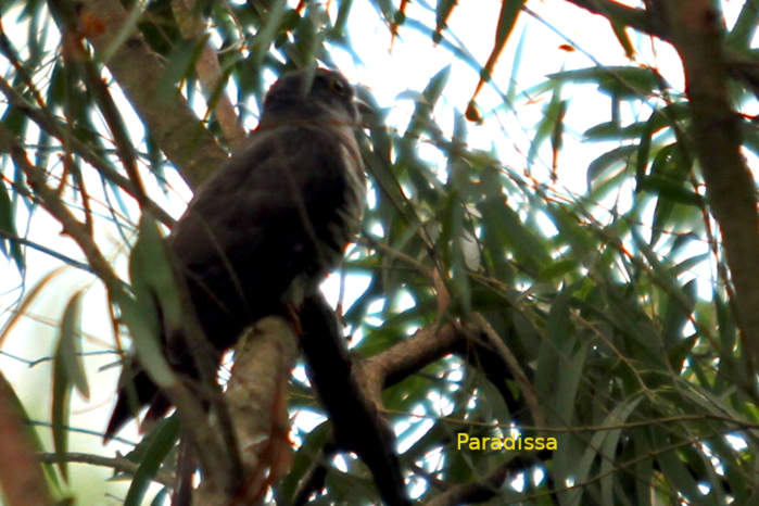 Birdwatching at Cuc Phuong National Park in Vietnam