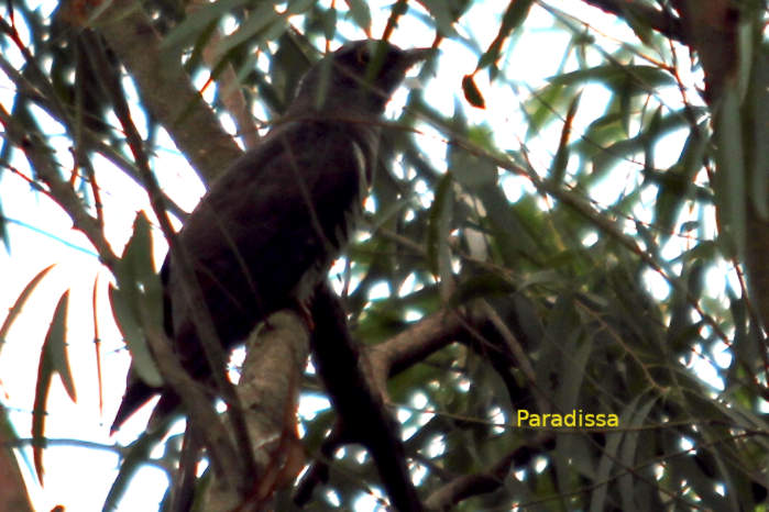 Large hawk-cuckoo in Vietnam in April 2026