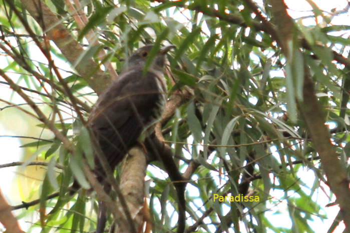The big Tung Tree at Nam Cat Tien National Park