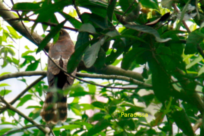 Large hawk-cuckoo in Vietnam in April 2026