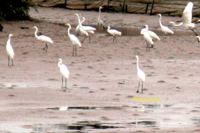 Gray heron and different egrets, spoonbills in Vietnam