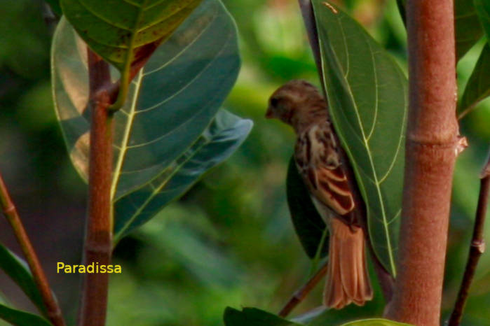 House sparrow in Vietnam