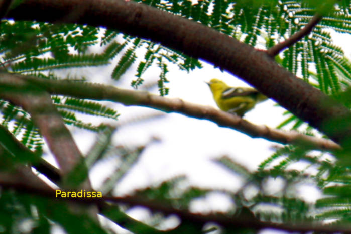 Common iora in Vietnam