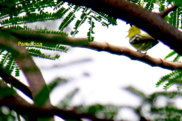 Common iora in Vietnam