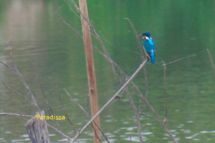 Common kingfisher in Vietnam