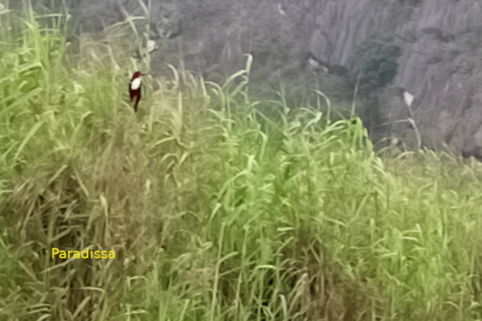 White-throated kingfisher in Vietnam