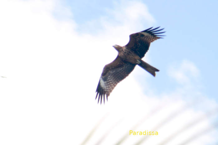 Black Kite in Vietnam