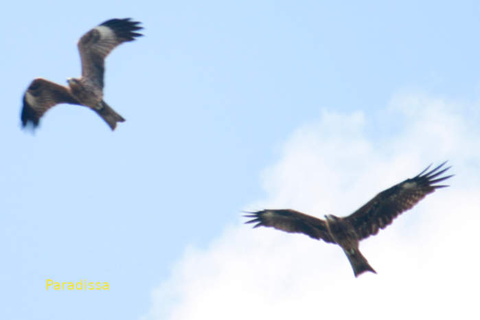 Black Kite in Vietnam
