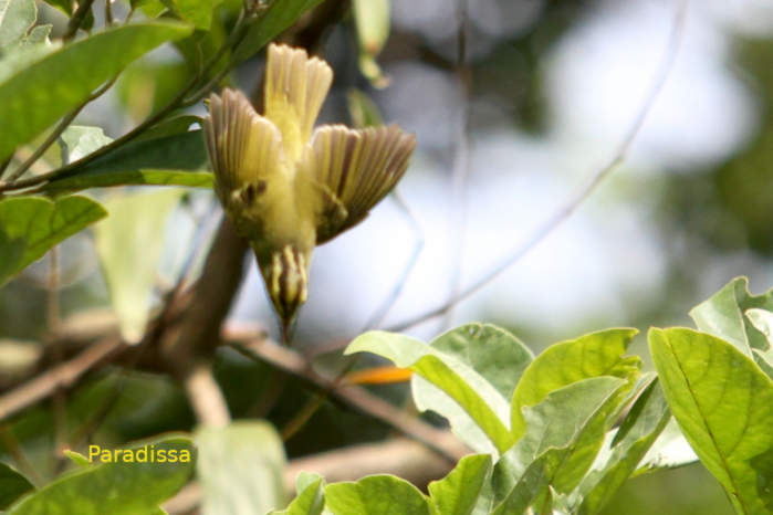 Limestone Leaf Warbler in Vietnam