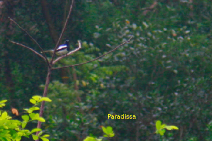 Oriental magpie-robin in Vietnam