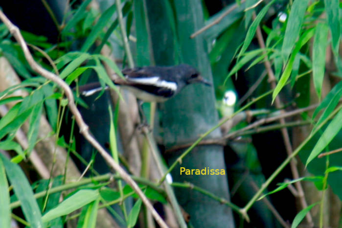 Oriental magpie-robin in Vietnam