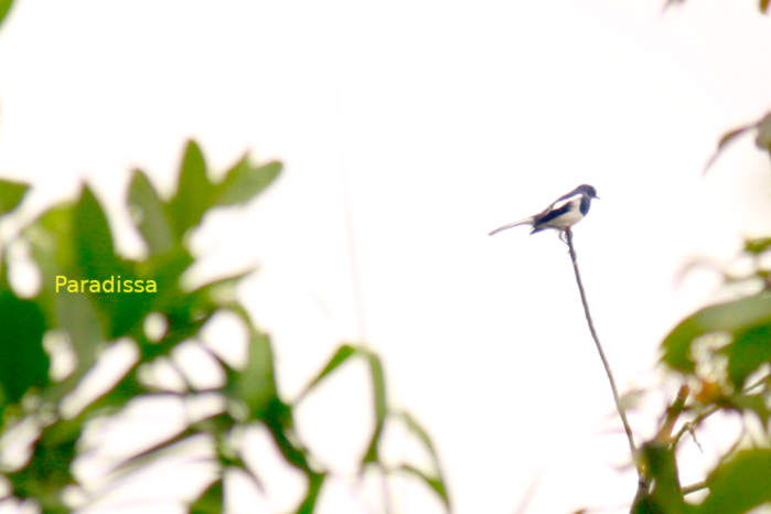 Oriental magpie-robin
