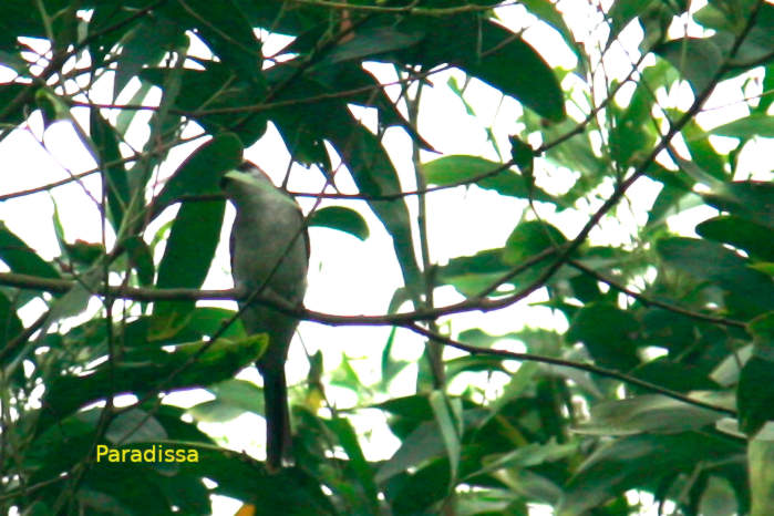 Ashy minivet in Vietnam