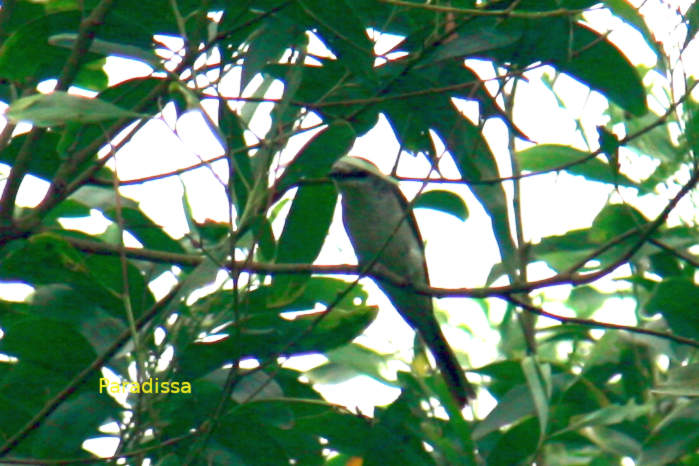 Ashy minivet in Vietnam