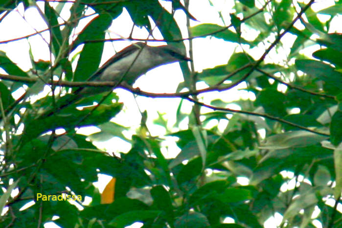 Ashy minivet in Vietnam in April 2026