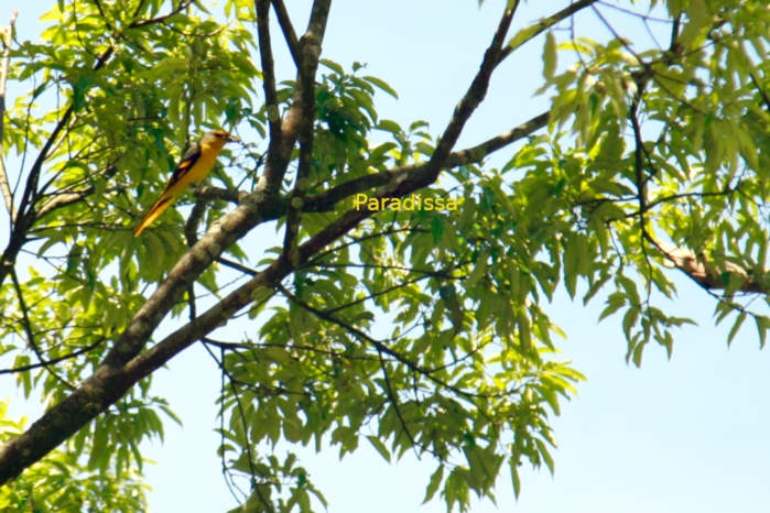 Long-tailed minivet in Vietnam