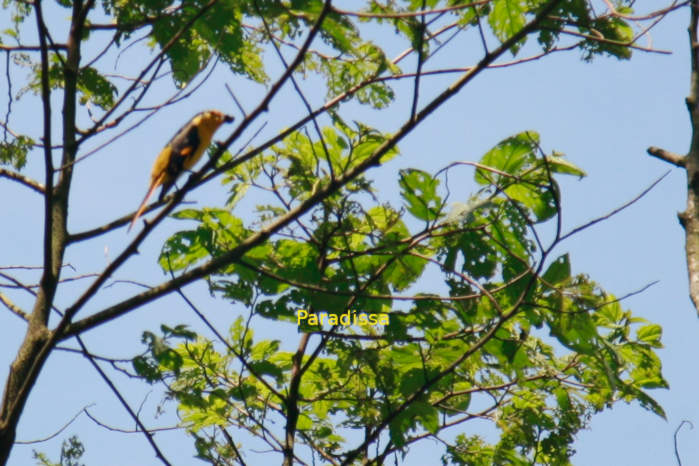 Rosy minivet in Vietnam in May 2026