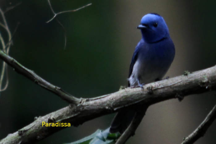 Black-naped monarch in Vietnam