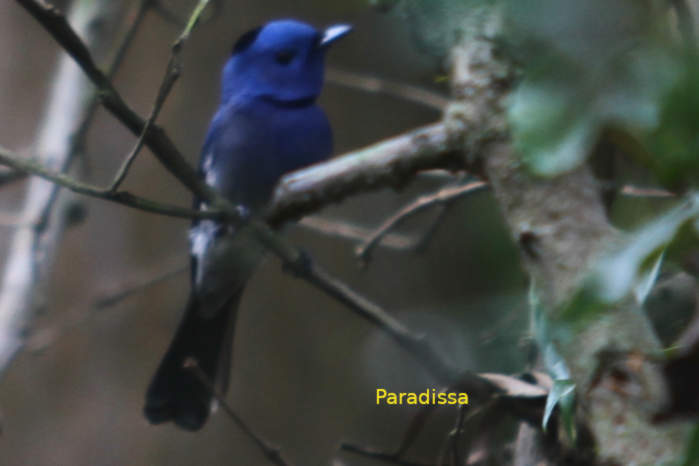 Black-naped monarch in Vietnam