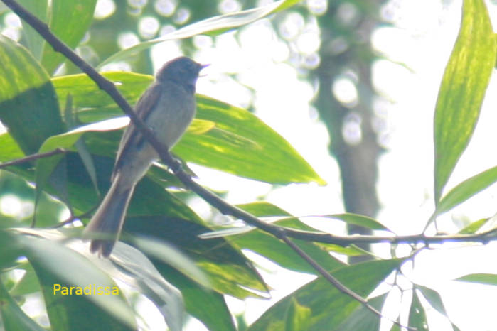 Black-naped monarch in Vietnam