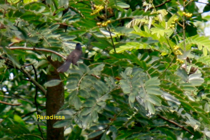 Black-naped monarch in Vietnam