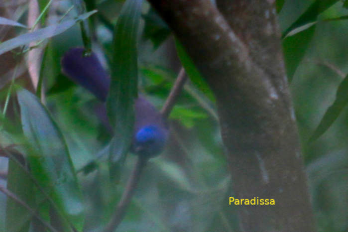 Black-naped monarch in Vietnam