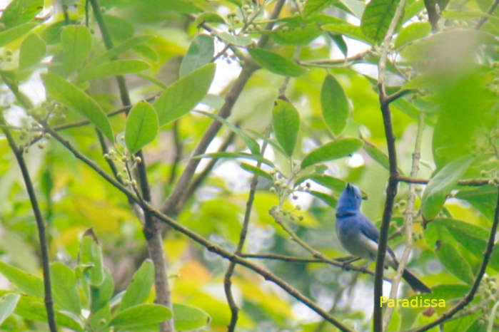 Black-naped monarch in Vietnam