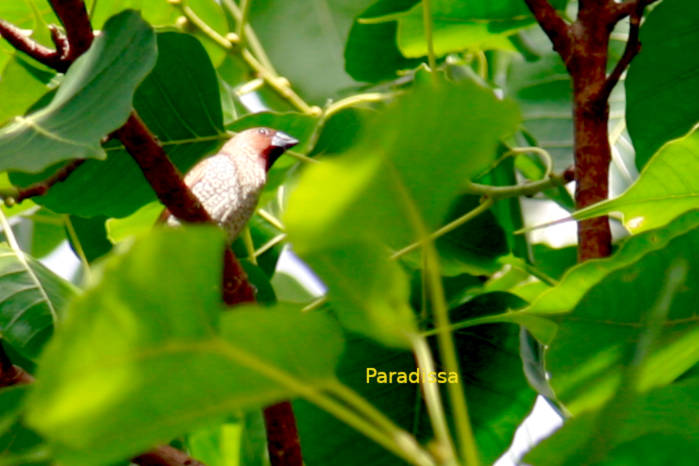 Scaly-breasted Munia in Vietnam