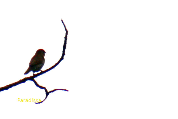 Scaly-breasted Munia in Vietnam