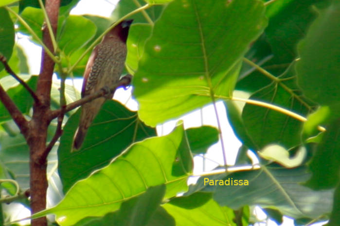 Scaly-breasted Munia in Vietnam
