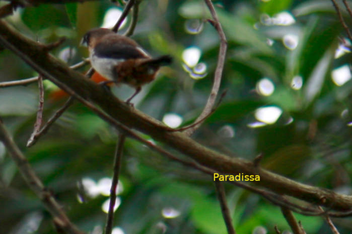 White-rumped munia in Vietnam