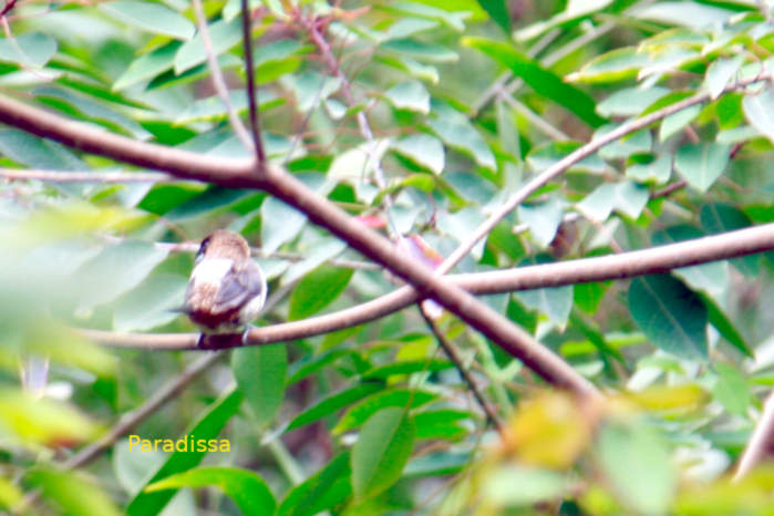 White-rumped munia in Vietnam