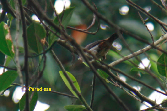 White-rumped munia in Vietnam