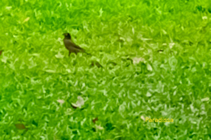 Common myna in Vietnam