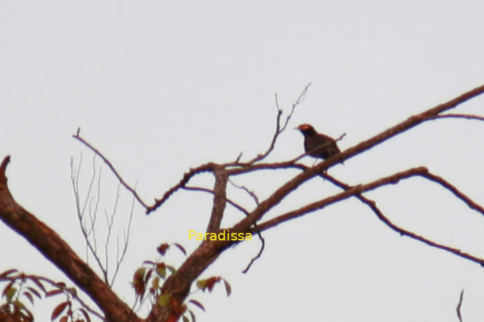 Common myna in Vietnam