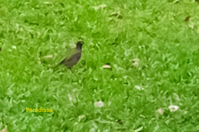 Common myna in Vietnam
