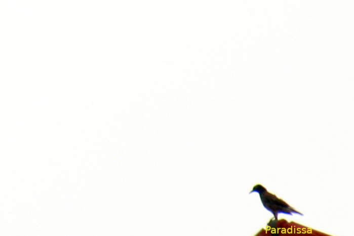 Common myna in Vietnam