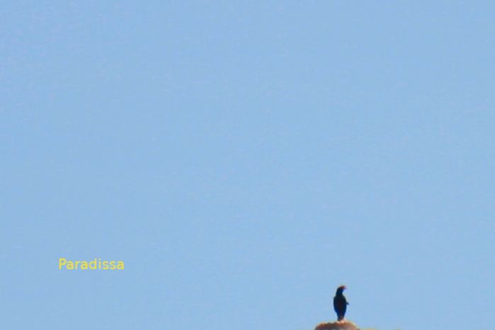 Great myna in Vietnam