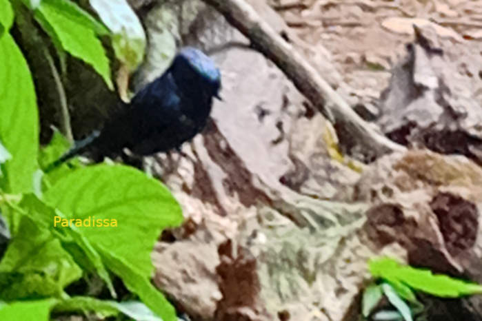 Large niltava in Vietnam