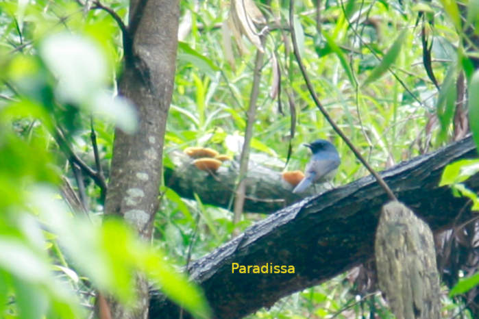 Small Niltava in Vietnam
