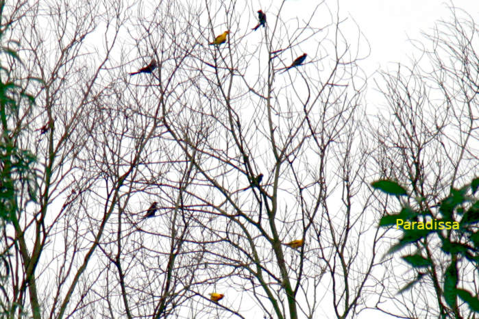 Black-naped oriole and ashy drongo in Vietnam