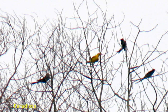 Black-naped orioles and ashy drongos in Vietnam