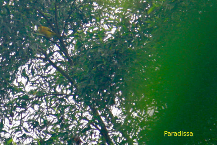 Black-naped oriole in Vietnam