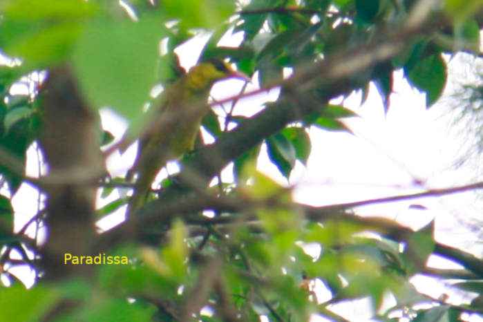 Slender-billed oriole in Vietnam in May 2026