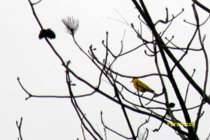 Slender-billed oriole in Vietnam